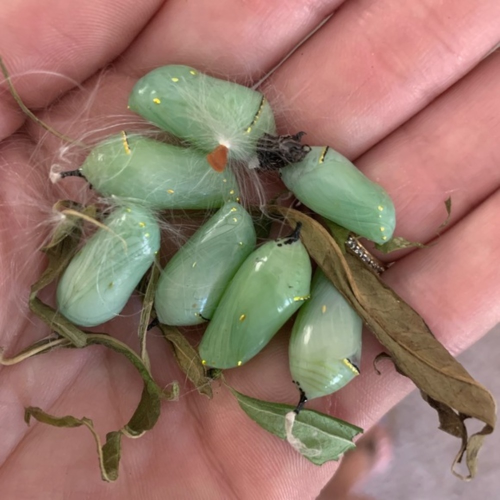 Hi!!! I’m Missy 🙏🏼🌺 - Picture 15 of 15